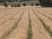 /album/agriculturasustentablemunoz2000/progenitores-2005-014-jpg/
